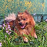 animal, canine, closeup, dog, flowers, fluffy, fur, garden, grass, green_background, happy, joyful, nature, outdoor, pet, playful, purple_flowers, smiling_dog, sunlight, tail