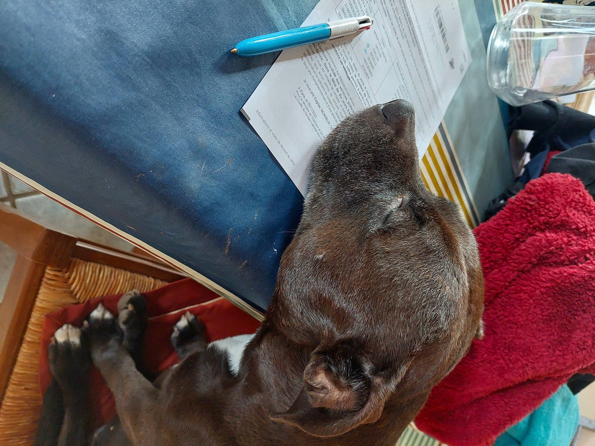 Djoune a rejoint le concours — aidez-le/la à gagner de superbes lots ! comfort, companion_dog, dog, dog_breed, domestic_short_haired_cat, ear, felidae, fur, guard_dog, liver, non_sporting_group, paw, small_to_medium_sized_cats, tail, whiskers, wood, working_animal, wrinkle