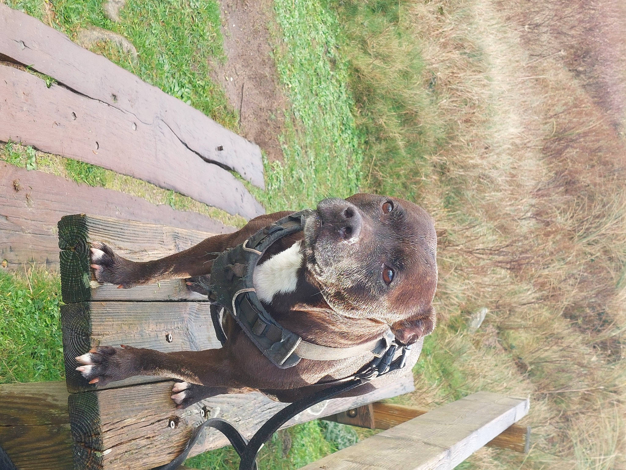 Djoune a rejoint le concours — aidez-le/la à gagner de superbes lots ! beak, bird, dog_breed, grass, plant, sculpture, tail, terrestrial_animal, trunk, wood, working_animal