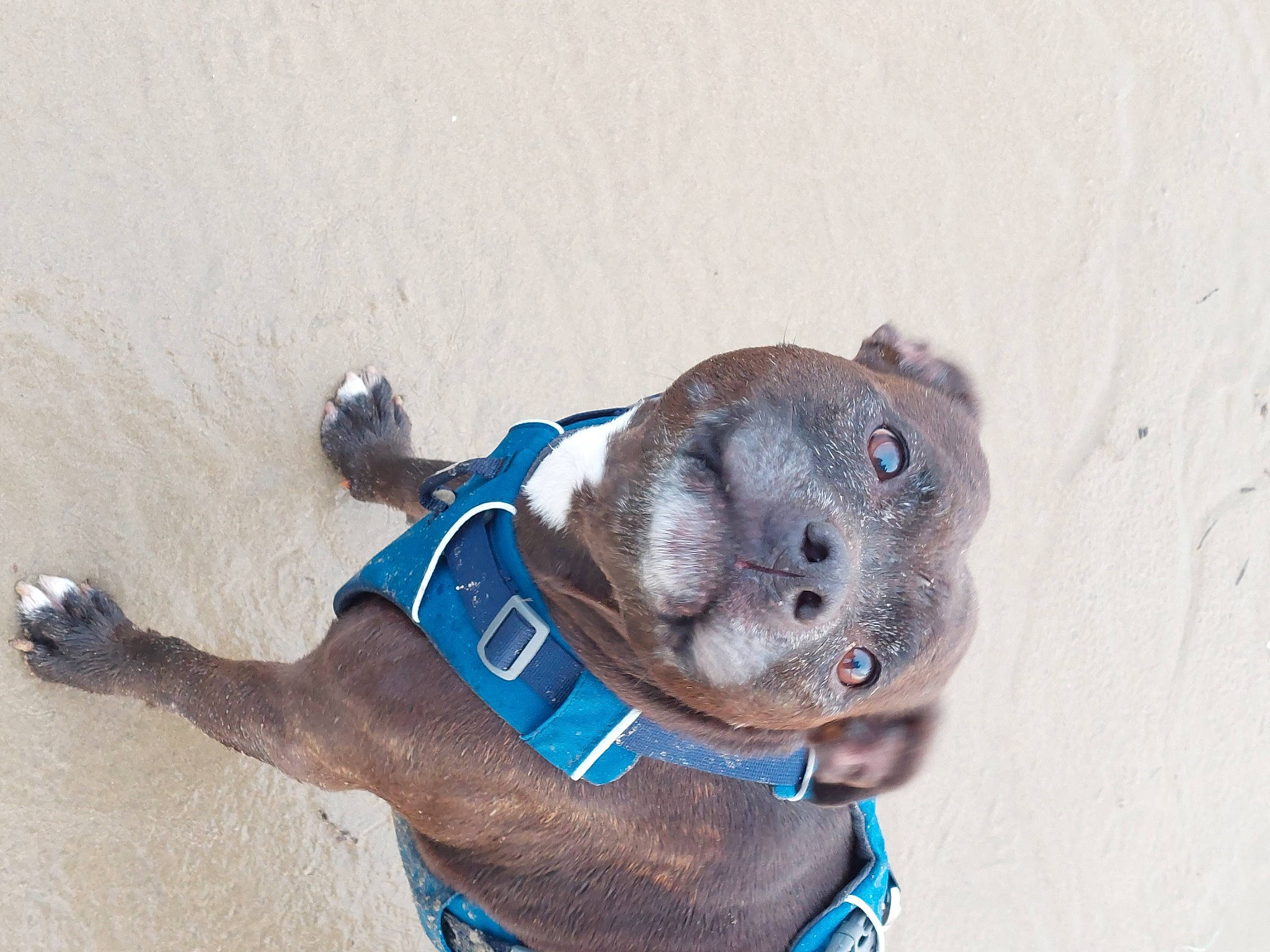 Djoune a rejoint le concours — aidez-le/la à gagner de superbes lots ! carnivore, collar, companion_dog, dog, dog_breed, dog_clothes, dog_collar, dog_supply, electric_blue, fawn, fur, hat, leash, liver, personal_protective_equipment, pet_supply, sporting_group, tail, watch, working_animal