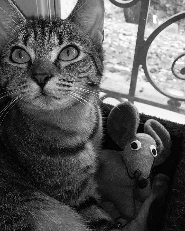 Witch a rejoint le concours — aidez-le/la à gagner de superbes lots ! asian, black_and_white, carnivore, cat, domestic_short_haired_cat, felidae, kitten, mammal, monochrome, monochrome_photography, photography, small_to_medium_sized_cats, snout, style, tabby_cat, whiskers