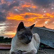 Yoru a rejoint le concours — aidez-le/la à gagner de superbes lots ! animal, blue_eyes, calm, cat, closeup, clouds, colorful_sky, evening, fur, majestic, nature, outdoor, pet, portrait, quiet, relaxed, siamese_cat, sky, stone_surface, sunset