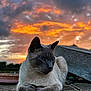 animal, blue_eyes, calm, cat, closeup, clouds, colorful_sky, evening, fur, majestic, nature, outdoor, pet, portrait, quiet, relaxed, siamese_cat, sky, stone_surface, sunset
