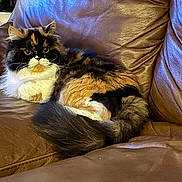 Chloe joined the competition — help win amazing prizes! cat, fluffy, calico, leather_couch, indoor, pet, animal, resting, fur, orange, black, white, tail, whiskers, closeup, domestic_cat, relaxed, feline, eyes, home