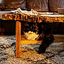 cat, fluffy_cat, wooden_table, rug, living_room, sofa, cozy, notebook, basket, rope_toy, furniture, pet, indoor, carpet, animal, resting, domestic_cat, brown, black, white