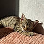 cat, kitten, sleeping, blanket, pink_blanket, sunlight, wall, cozy, fur, paw, striped, domestic_cat, napping, indoors, soft_texture, shadow, closeup, pet, adorable, resting