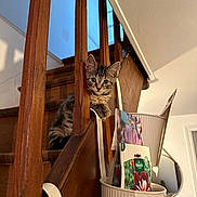 Yuko participe au concours pour gagner de l'argent avec cette photo : cat, kitten, stairs, wooden_banister, indoor, pet, staircase, planter, seed_packets, container, curious, portrait, home_interior, furniture, mirror, cute, playful, animal, ears, whiskers