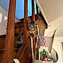 cat, kitten, stairs, wooden_banister, indoor, pet, staircase, planter, seed_packets, container, curious, portrait, home_interior, furniture, mirror, cute, playful, animal, ears, whiskers