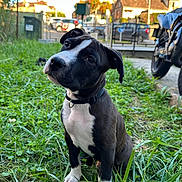 Vysko a rejoint le concours — aidez-le/la à gagner de superbes lots ! dog, puppy, black_and_white_dog, grass, outdoor, collar, cute, portrait, sitting, greenery, front_yard, motorcycle, house, fence, daylight, pet, young_dog, nose, ears, playful
