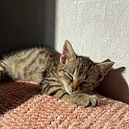 Azur participe au concours pour gagner de l'argent avec cette photo : cat, kitten, sleeping, blanket, pink_blanket, sunlight, wall, cozy, fur, paw, striped, domestic_cat, napping, indoors, soft_texture, shadow, closeup, pet, adorable, resting