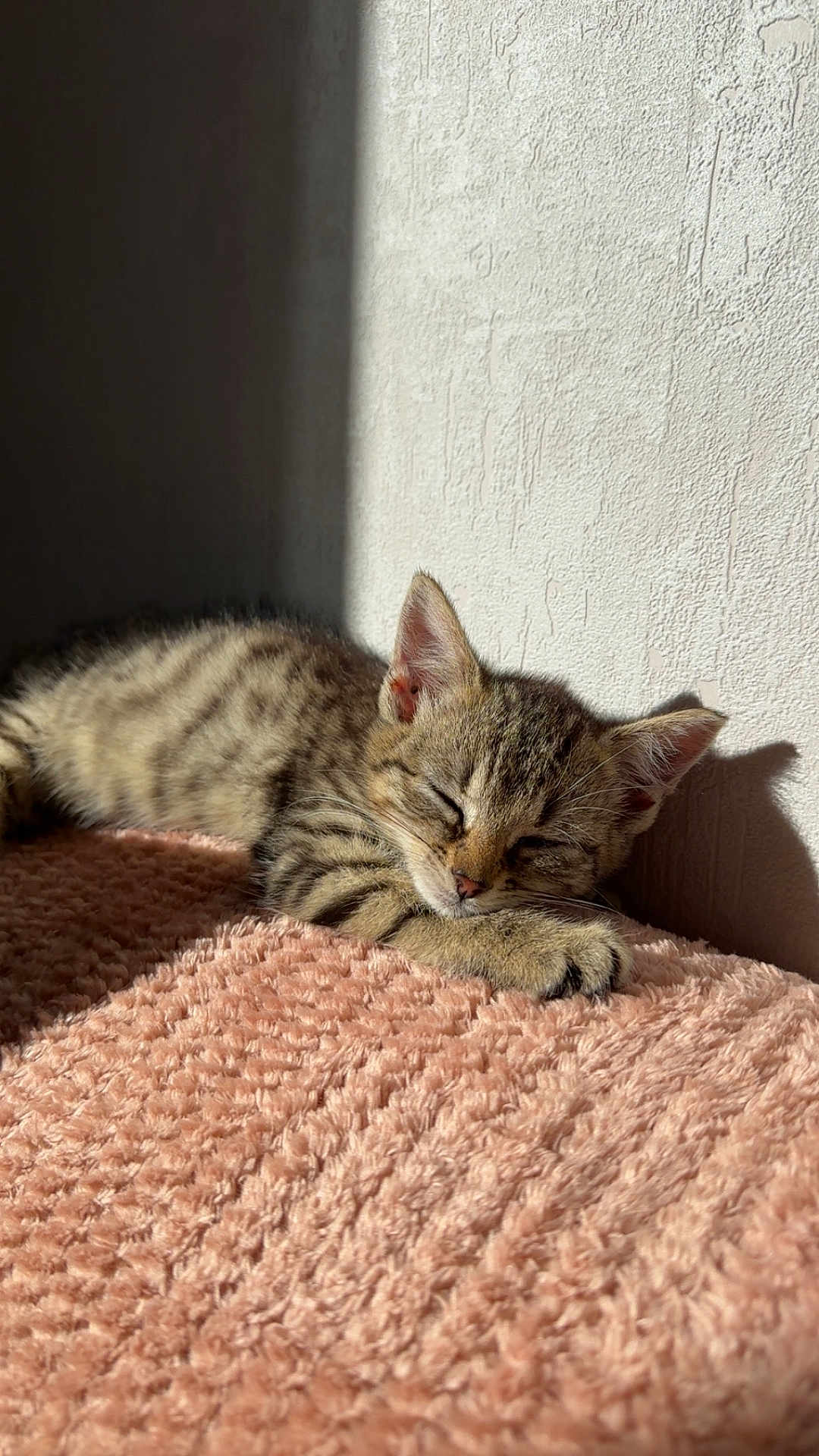 Azur participe au concours pour gagner de l'argent avec cette photo : cat, kitten, sleeping, blanket, pink_blanket, sunlight, wall, cozy, fur, paw, striped, domestic_cat, napping, indoors, soft_texture, shadow, closeup, pet, adorable, resting