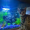 Azur a rejoint le concours — aidez-le/la à gagner de superbes lots ! aquarium, aquatic_plants, cat, closeup, colorful, curious, decoration, fish, fish_tank, gravel, indoor, kitten, led_light, pet, reflection, statue, stripes, tabby, whiskers, wood_table