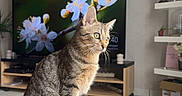 Azur participe au concours pour gagner de l'argent avec cette photo : cat, cozy, curious, decor, flowers_on_screen, furniture, indoor, living_room, paw, pet, plant, portrait, shelf, sunlight, tabby_cat, television, tiled_floor, wall_clock, whiskers, wooden_table