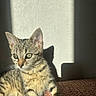 blanket, cat, cozy, domestic, ears, eyes, fur, gaze, indoor, kitten, paw, pet, portrait, resting, shadow, sunlight, tabby, textured_wall, wall, whiskers