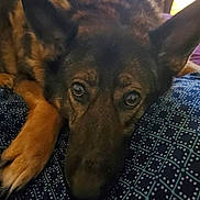Gracie joined the competition — help win amazing prizes! dog, german_shepherd, close_up, pet, animal, resting, face, ears, paw, fur, indoors, cushion, pattern, blue, brown, black, looking, portrait, canine, sleepy
