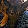 dog, german_shepherd, close_up, pet, animal, resting, face, ears, paw, fur, indoors, cushion, pattern, blue, brown, black, looking, portrait, canine, sleepy