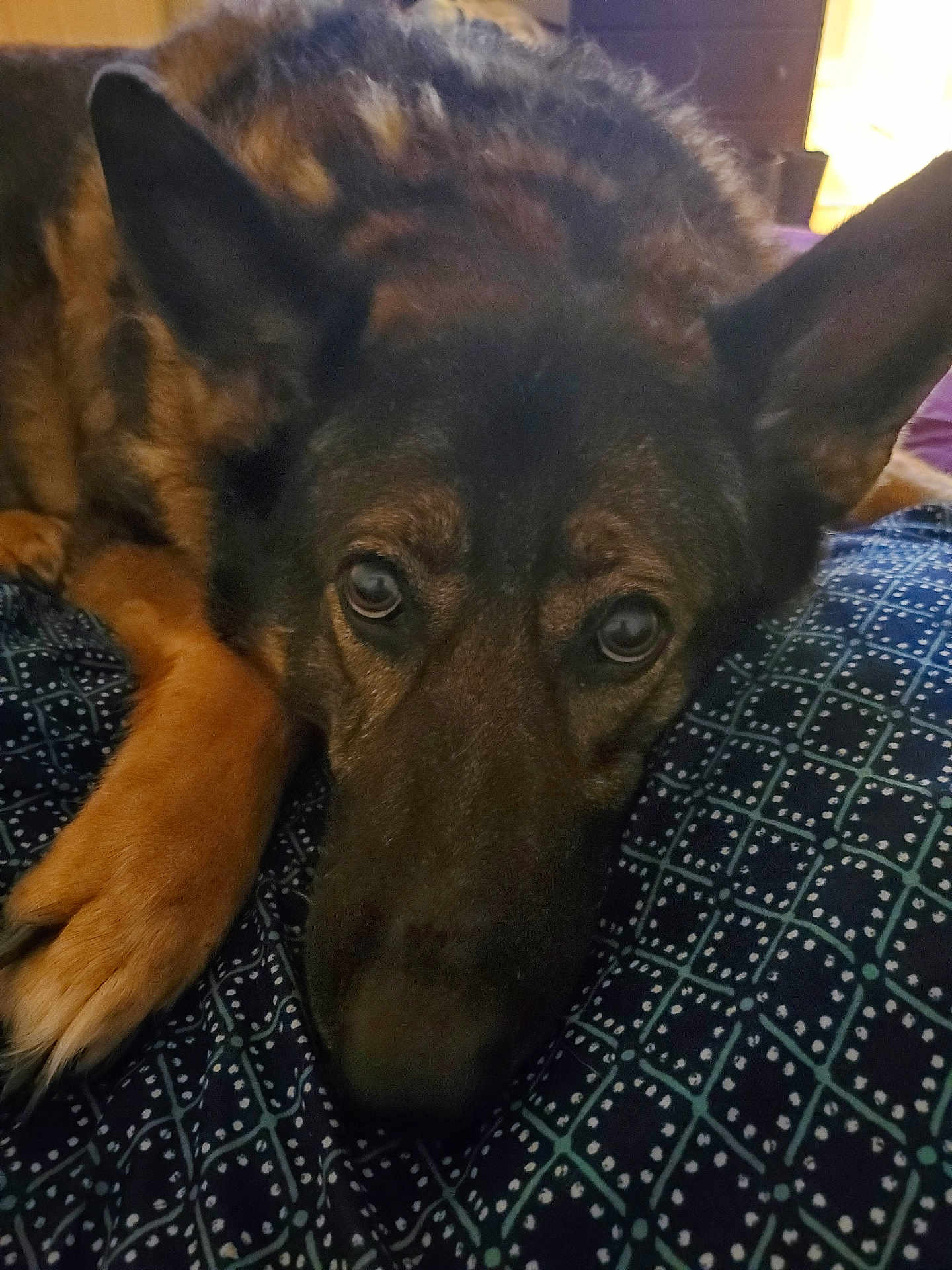 Gracie
