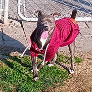 Winston is registered to the contest to win money with this photo: animal, canine, clothing, daytime, dog, ears, fence, grass, happy, jacket, outdoor, pavement, pet, playful, shadow, smiling, standing, sunlight, tail, tongue_out