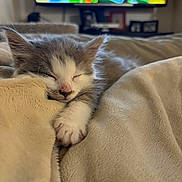 Oscar is registered to the contest to win money with this photo: animal, beige, blanket, closeup, comfort, cozy, cute, domestic, feline, fur, indoor, kitten, paw, pet, relaxed, resting, sleeping, soft, warm, young