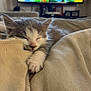 animal, beige, blanket, closeup, comfort, cozy, cute, domestic, feline, fur, indoor, kitten, paw, pet, relaxed, resting, sleeping, soft, warm, young