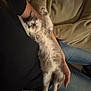 arm, blanket, cat, comfort, cozy, cute, domestic_animal, furry, indoor, jeans, kitten, lap, mammal, napping, person, pet, relaxing, resting, sleeping, young_animal