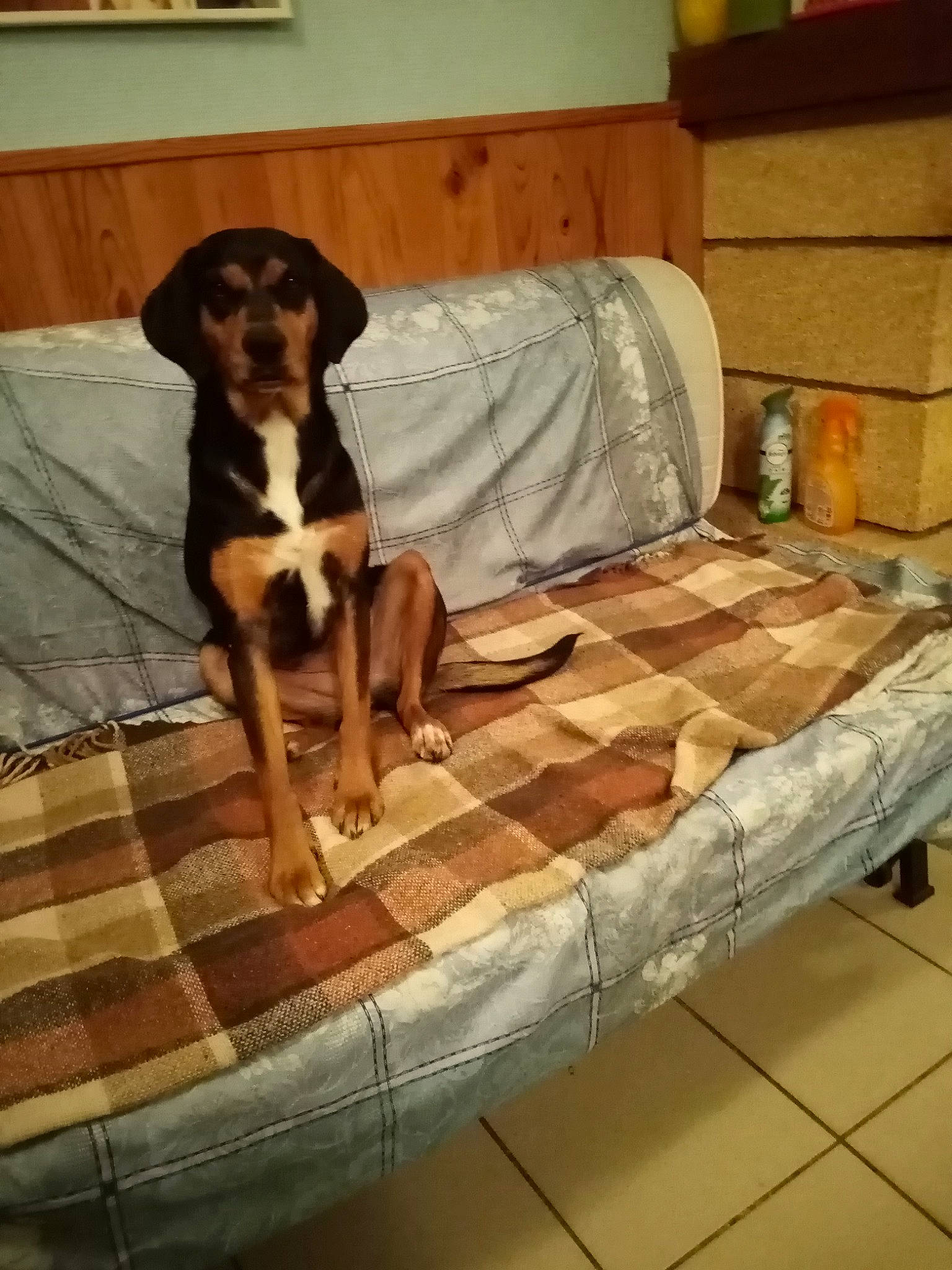 Nais participe au concours pour gagner de l'argent avec cette photo : canidae, carnivore, comfort, companion_dog, dog, dog_breed, fawn, floor, flooring, hardwood, hound, liver, pet_supply, rectangle, scent_hound, sporting_group, tail, wood, working_animal, working_dog