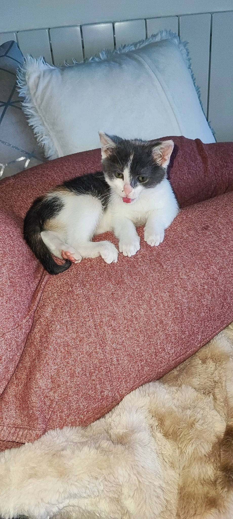 Clochette participe au concours pour gagner de l'argent avec cette photo : carnivore, cat, comfort, domestic_short_haired_cat, fawn, felidae, flooring, fur, grey, hardwood, human_leg, linens, nap, paw, small_to_medium_sized_cats, snout, tail, textile, whiskers, wood