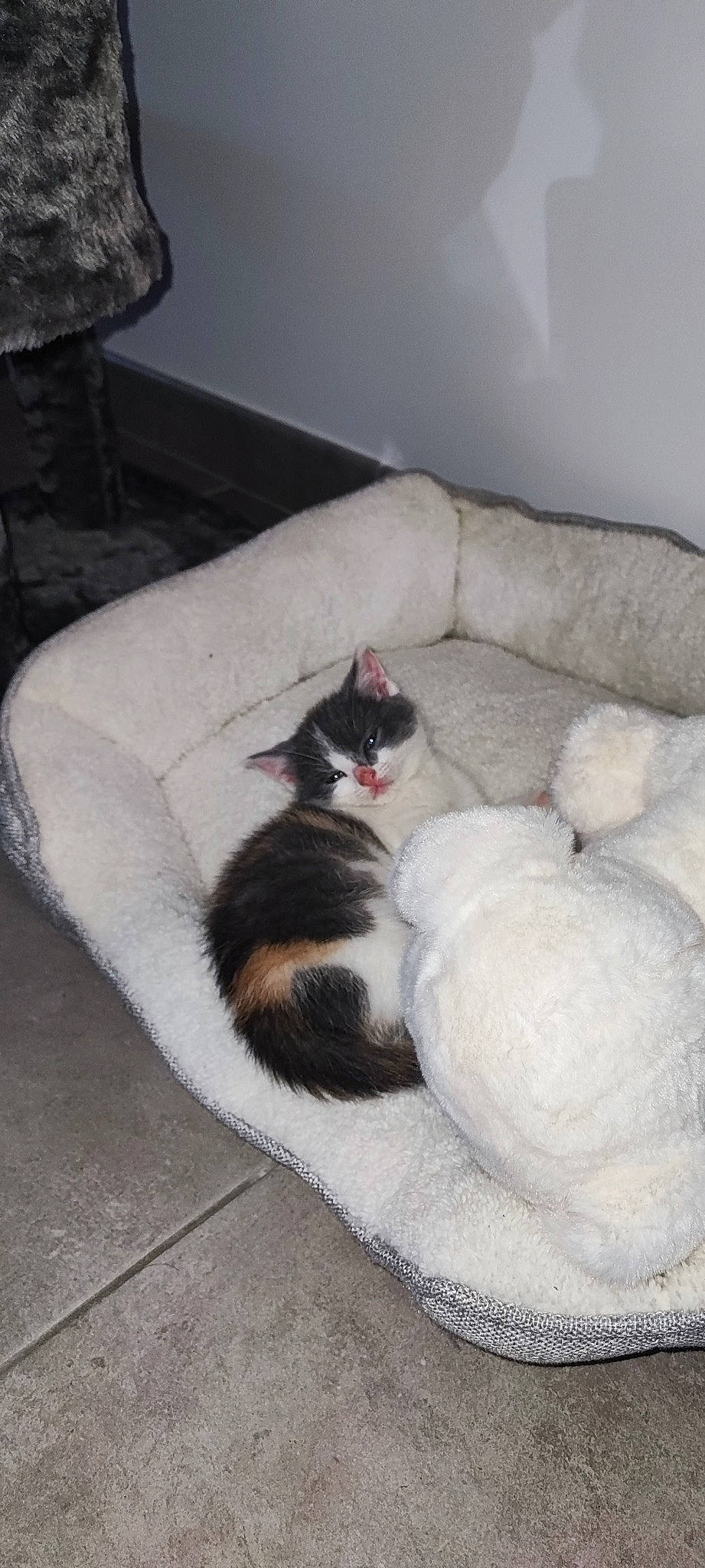 Clochette a rejoint le concours — aidez-le/la à gagner de superbes lots ! canidae, carnivore, cat, cat_bed, comfort, couch, domestic_short_haired_cat, felidae, floor, flooring, fur, grey, hardwood, nap, paw, room, small_to_medium_sized_cats, tail, whiskers, wood