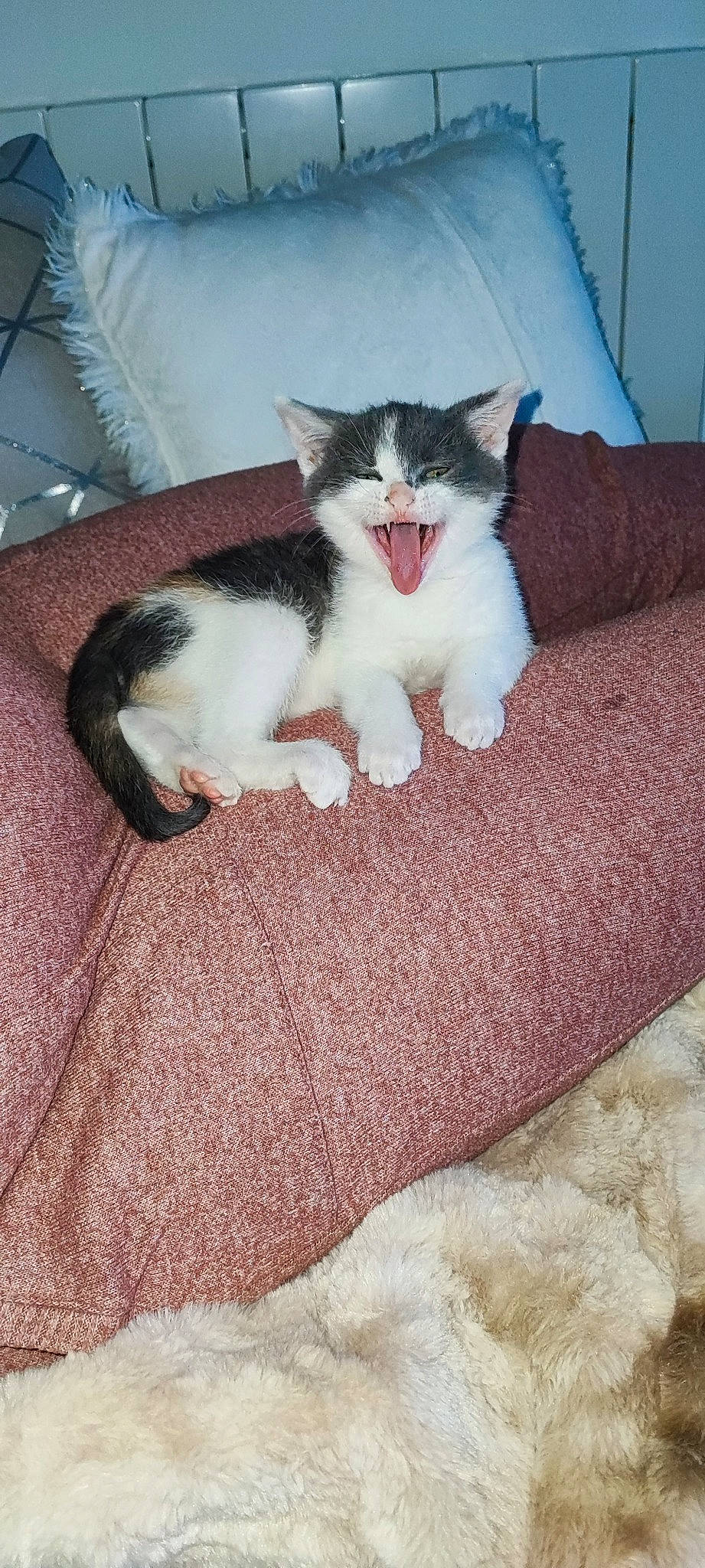 Clochette participe au concours pour gagner de l'argent avec cette photo : carnivore, cat, claw, comfort, domestic_short_haired_cat, felidae, flooring, foot, fur, hardwood, human_leg, linens, paw, sitting, small_to_medium_sized_cats, tail, whiskers