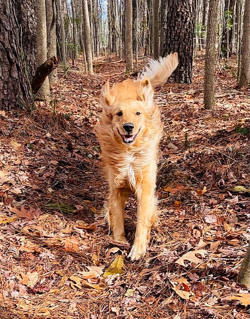 Moonshine joined the competition — help win amazing prizes! canidae, carnivore, companion_dog, dog, dog_breed, fawn, forest, natural_landscape, old_growth_forest, plant, soil, sporting_group, tail, temperate_broadleaf_and_mixed_forest, terrestrial_animal, tree, trunk, wood, woodland, working_animal