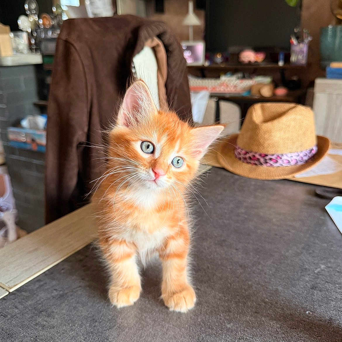 Flamme a rejoint le concours — aidez-le/la à gagner de superbes lots ! kitten, orange_tabby, cat, blue_eyes, indoor, table, hat, jacket, curious, pet, feline, domestic_animal, young_animal, fur, whiskers, ears, head_tilt, cozy, home, domestic