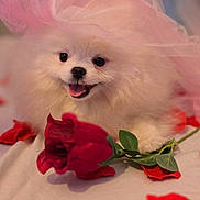 Snowbean joined the competition — help win amazing prizes! dog, puppy, pomeranian, white_fur, pink_tulle, hat, rose, red_rose, rose_petals, flower, cute, happy, tongue_out, pet, fluffy, animal, portrait, soft_lighting, indoor, close_up