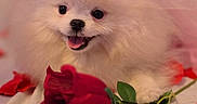 Snowbean joined the competition — help win amazing prizes! animal, close_up, cute, dog, flower, fluffy, happy, hat, indoor, pet, pink_tulle, pomeranian, portrait, puppy, red_rose, rose, rose_petals, soft_lighting, tongue_out, white_fur