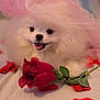 dog, puppy, pomeranian, white_fur, pink_tulle, hat, rose, red_rose, rose_petals, flower, cute, happy, tongue_out, pet, fluffy, animal, portrait, soft_lighting, indoor, close_up