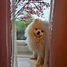 Snowbean joined the competition — help win amazing prizes! animal, cozy, curtain, cute, dog, flower_branch, fluffy, indoor, lace_curtain, nature, pet, pink_curtain, pink_flowers, pomeranian, portrait, small_dog, soft_light, white_dog, window, windowsill