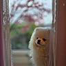 animal, blurred_background, companion, cozy, curious, curtain, cute, dog, domestic_animal, fluffy, furry, indoors, lifestyle, pet, pomeranian, portrait, small_dog, soft_light, white, window