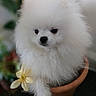 Snowbean joined the competition — help win amazing prizes! adorable, animal, closeup, cute, dog, domestic_animal, flower, flower_pot, fluffy, fur, indoor, nature, pet, plant, portrait, puppy, sitting, small, white, young