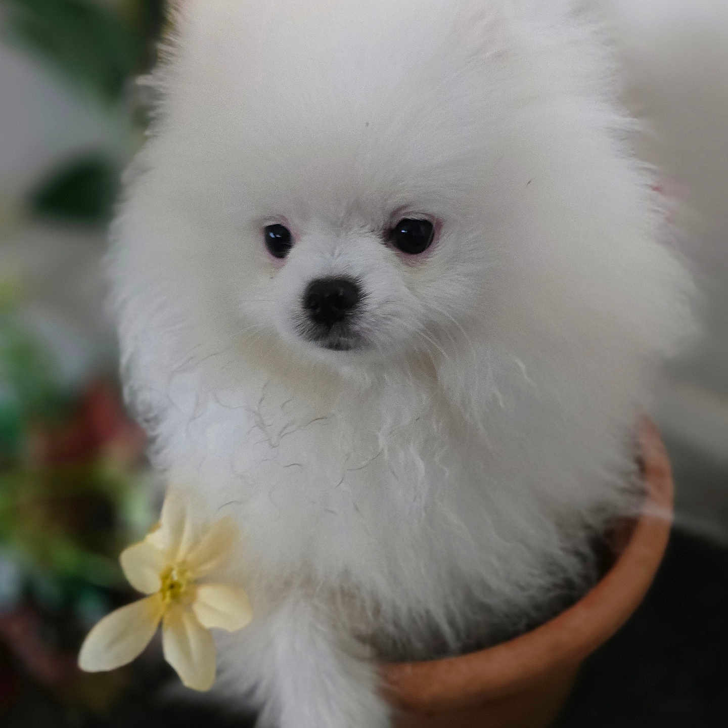 Snowbean joined the competition — help win amazing prizes! adorable, animal, closeup, cute, dog, domestic_animal, flower, flower_pot, fluffy, fur, indoor, nature, pet, plant, portrait, puppy, sitting, small, white, young