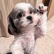 Lola joined the competition — help win amazing prizes! dog, small_dog, white_fur, black_fur, paw, indoor, tile_floor, curtain, pet, animal, cute, furry, playing, close_up, motion_blur, looking_up, standing, companion, friendly, domestic_animal