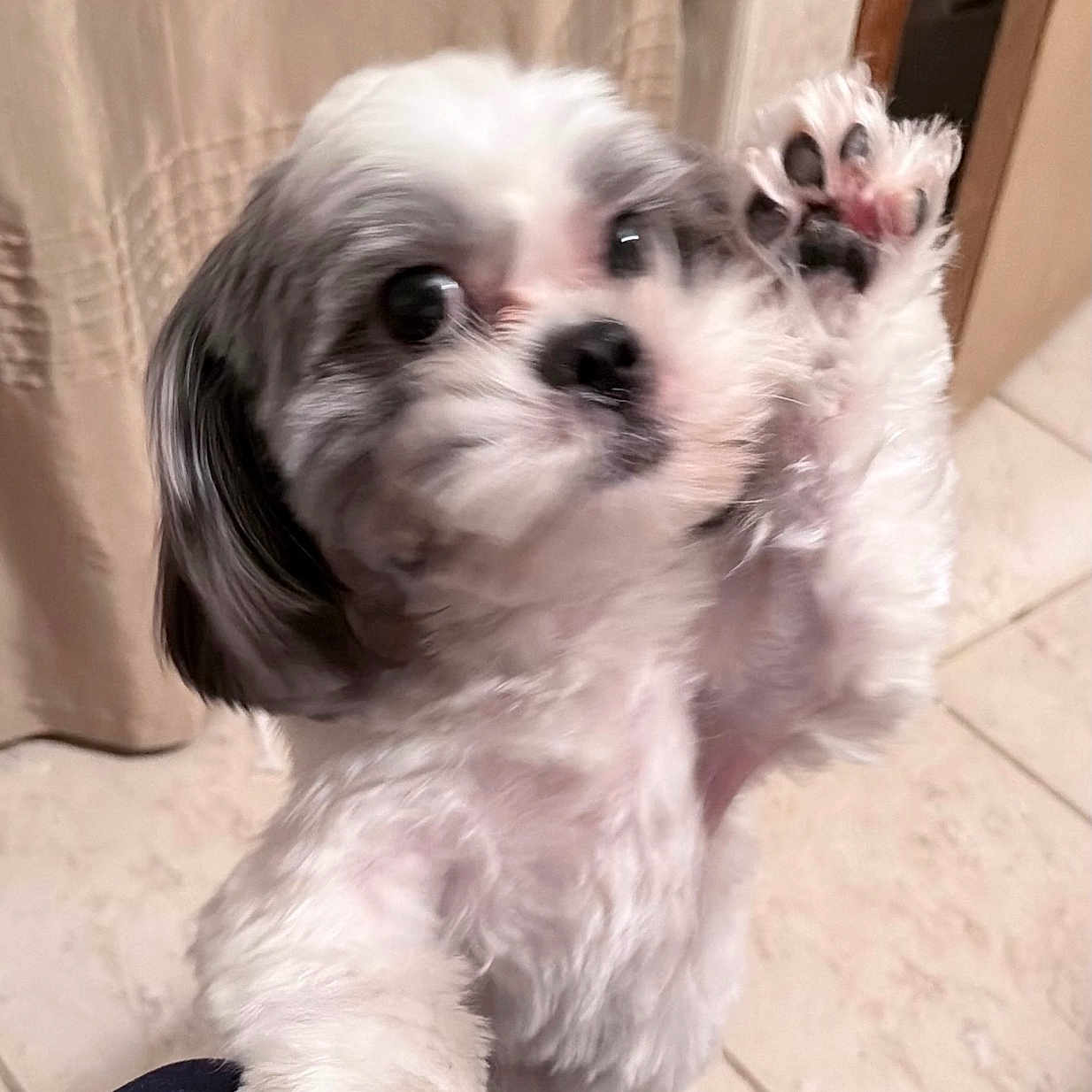 Lola joined the competition — help win amazing prizes! animal, black_fur, close_up, companion, curtain, cute, dog, domestic_animal, friendly, furry, indoor, looking_up, motion_blur, paw, pet, playing, small_dog, standing, tile_floor, white_fur