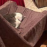 cat, kitten, kittens, sleeping, sleep, curled_up, gray_cat, white_cat, pet, animal, blanket, chair, cozy, indoors, home, furniture, soft, resting, cuddling, cute