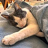 cat, black_and_white_cat, sleeping, sleepy, blanket, cozy, indoors, home, couch, resting, lying_down, paw, extended_paw, whiskers, closed_eyes, pet, feline, soft, relaxed, portrait