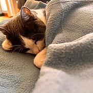 Uta participe au concours pour gagner de l'argent avec cette photo : cat, black_and_white, sleeping, cozy, blanket, couch, indoors, home, relaxed, resting, fur, whiskers, ears, paws, face, close_up, soft_texture, gray, pet, nap
