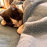 cat, black_and_white, sleeping, cozy, blanket, couch, indoors, home, relaxed, resting, fur, whiskers, ears, paws, face, close_up, soft_texture, gray, pet, nap