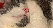 Uta a rejoint le concours — aidez-le/la à gagner de superbes lots ! cat, sleeping, gray_and_white, pink_nose, whiskers, fur, paws, close_up, pet, animal, relaxed, cozy, indoors, portrait, nap, cute, furry, resting, soft, peaceful