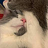 cat, sleeping, gray_and_white, pink_nose, whiskers, fur, paws, close_up, pet, animal, relaxed, cozy, indoors, portrait, nap, cute, furry, resting, soft, peaceful