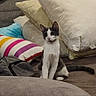 Uta a rejoint le concours — aidez-le/la à gagner de superbes lots ! cat, black_and_white_cat, pet, animal, sitting, portrait, indoors, living_room, couch, sofa, pillows, cushions, striped_pillow, cozy, home, furniture, soft_lighting, front_facing, alert, cute