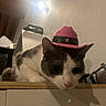 Uta a rejoint le concours — aidez-le/la à gagner de superbes lots ! cat, cowboy_hat, pink_hat, pet, feline, white_fur, gray_fur, close_up, portrait, indoor, home, wooden_ledge, sitting, relaxed, looking_at_camera, whiskers, ears, nose, dramatic_lighting, funny