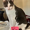 cat, tuxedo_cat, gray_and_white, pet, animal, sitting, portrait, whiskers, ears, yellow_eyes, pink_note, handwritten_text, birthday_message, indoors, bedroom, bed, blanket, furniture, close_up, cute