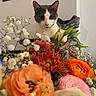 cat, animal, pet, gray_and_white, whiskers, ears, eyes, nose, portrait, flowers, bouquet, roses, ranunculus, chrysanthemums, baby_breath, orange_flowers, pink_flowers, indoor, home_decor, still_life